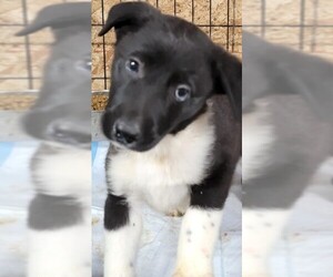 Borador Dogs for adoption in Olalla, WA, USA