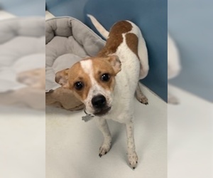 Jack Russell Terrier Dogs for adoption in Pampa, TX, USA