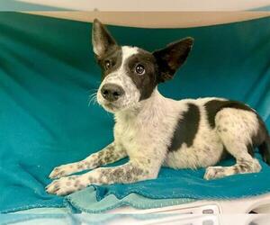 Australian Cattle Dog Dogs for adoption in HESPERIA, CA, USA