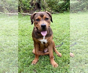 Mutt Dogs for adoption in Spring Lake, NJ, USA