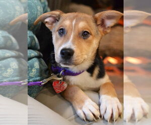 Jack Russell Terrier-Unknown Mix Dogs for adoption in Enfield, CT, USA