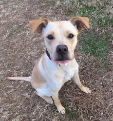 Golden Retriever Dogs for adoption in Franklin, TN, USA