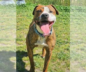 Bullboxer Pit Dogs for adoption in Sacramento, CA, USA