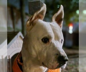 American Bulldog Dogs for adoption in Spring, TX, USA