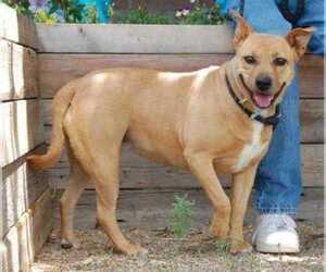 American Pit Bull Terrier-Unknown Mix Dogs for adoption in Taos, NM, USA