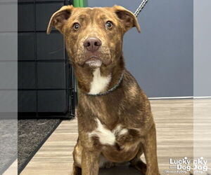 Labrador Retriever-Unknown Mix Dogs for adoption in Washington, DC, USA