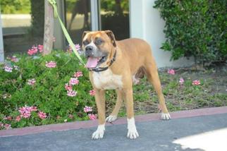 Pointer Dogs for adoption in Rosenberg, TX, USA