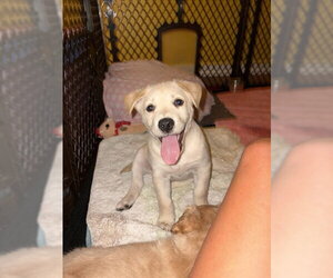 Labrador Retriever-Unknown Mix Dogs for adoption in Center Township, PA, USA