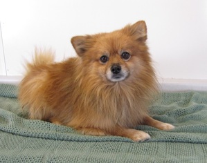 Small Pomeranian