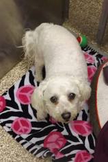 Bichon Frise Dogs for adoption in Martinsburg, WV, USA