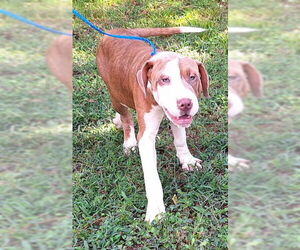 Bulldog-Unknown Mix Dogs for adoption in Wetumpka, AL, USA