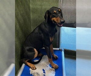 Doberman Pinscher Dogs for adoption in Downey, CA, USA
