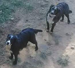 Golden Retriever Dogs for adoption in Rutledge, TN, USA