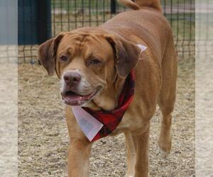 American Staffordshire Terrier-Unknown Mix Dogs for adoption in San Antonio, TX, USA
