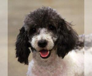 Poochon Dogs for adoption in Waco, TX, USA