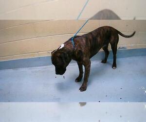 American Pit Bull Terrier Dogs for adoption in Tulsa, OK, USA