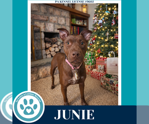 Mutt Dogs for adoption in Kimberton, PA, USA