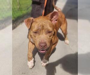 American Pit Bull Terrier-Unknown Mix Dogs for adoption in St. Cloud, FL, USA