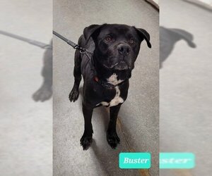 American Pit Bull Terrier Dogs for adoption in Richmond, IN, USA