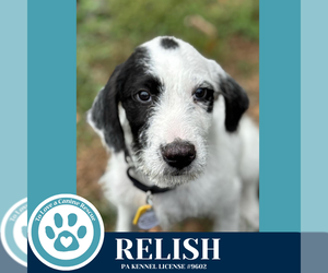 Mutt Dogs for adoption in Kimberton, PA, USA