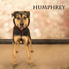 Medium Photo #1 Rottweiler Puppy For Sale in Waynesboro, PA, USA