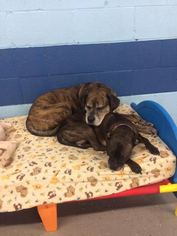 Boxer Dogs for adoption in Akron, OH, USA