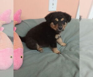 Australian Shepherd-Unknown Mix Dogs for adoption in York, SC, USA