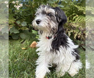 Maltese Dogs for adoption in Brooklyn Center, MN, USA