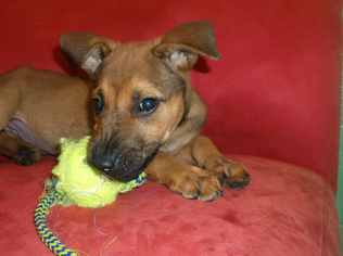 Medium Photo #1 German Shepherd Dog-Unknown Mix Puppy For Sale in Orangeburg, SC, USA