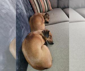 Chiweenie Dogs for adoption in Scottsboro, AL, USA