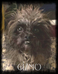 Cairn Terrier Dogs for adoption in Crandall, GA, USA