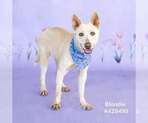 Carolina Dog Dogs for adoption in Conroe, TX, USA