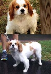 Cavachon Dogs for adoption in Chantilly, VA, USA