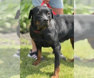 Rottweiler Dogs for adoption in Batavia, NY, USA