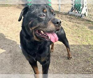 Rottweiler Dogs for adoption in Ocala, FL, USA