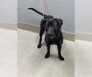 Mutt Dogs for adoption in Las Vegas, NV, USA