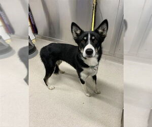 - Mix Dogs for adoption in Fairbanks, AK, USA