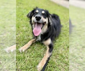 Australian Shepherd-German Shepherd Dog Mix Dogs for adoption in Fayetteville, GA, USA