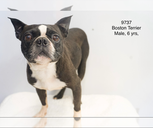 Boston Terrier Dogs for adoption in Studio City, CA, USA