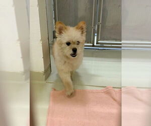 Pomeranian Dogs for adoption in Fremont, CA, USA