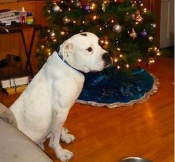 Bulldog Dogs for adoption in Mission, KS, USA