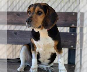 Beagle Dogs for adoption in Riverwoods, IL, USA