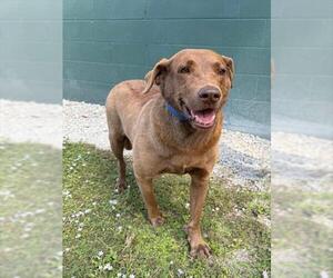 Medium Photo #1 Chesapeake Bay Retriever-Unknown Mix Puppy For Sale in Naples, FL, USA
