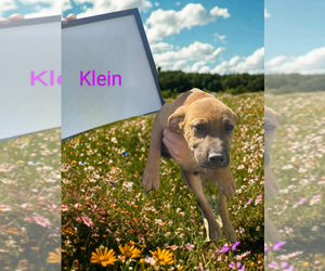 Labrador Retriever-Unknown Mix Dogs for adoption in garner, NC, USA