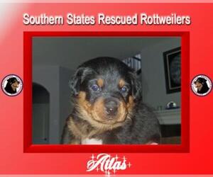 Mutt Dogs for adoption in White Hall, AR, USA