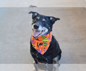 Labrador Retriever-Unknown Mix Dogs for adoption in McKinney, TX, USA
