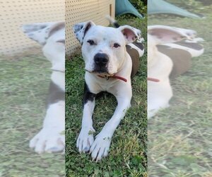 Dalmatian-Staffordshire Bull Terrier Mix Dogs for adoption in Chandler, AZ, USA