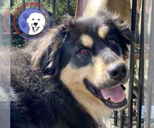 Great Pyrenees-Unknown Mix Dogs for adoption in Spring, TX, USA