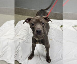 American Pit Bull Terrier-Unknown Mix Dogs for adoption in Las Vegas, NV, USA
