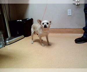 Mutt Dogs for adoption in Martinez, CA, USA